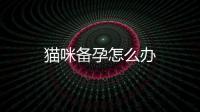 貓咪備孕怎么辦