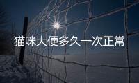 貓咪大便多久一次正常