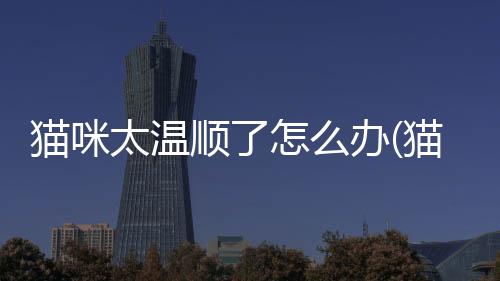 貓咪太溫順了怎么辦(貓咪很溫順但是不粘人怎么辦)