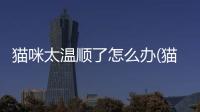 貓咪太溫順了怎么辦(貓咪很溫順但是不粘人怎么辦)