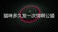 貓咪多久發一次情啊公貓？貓發幾次情就不發了