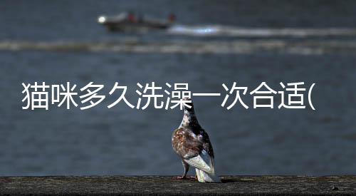 貓咪多久洗澡一次合適(貓咪多久洗澡洗一次)