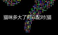 貓咪多大了可以配對(貓咪多大的時候可以配)
