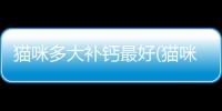 貓咪多大補鈣最好(貓咪多大吃鈣片合適)