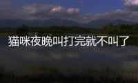 貓咪夜晚叫打完就不叫了怎么回事(貓咪晚上叫打了好多次)