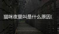 貓咪夜里叫是什么原因(貓咪需要陪伴時間)
