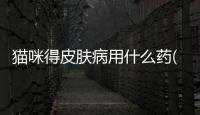 貓咪得皮膚病用什么藥(貓咪得皮膚病怎么辦)