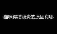 貓咪得結(jié)膜炎的原因有哪些？貓咪結(jié)膜炎如何引起