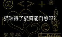 貓咪得了貓癬能自愈嗎?(貓咪得了貓癬去藥店買什么藥)