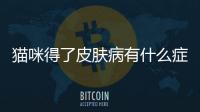 貓咪得了皮膚病有什么癥狀(貓咪得了貓鼻支是什么癥狀)