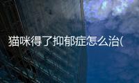 貓咪得了抑郁癥怎么治(貓咪抑郁癥怎么治)