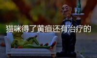 貓咪得了黃疸還有治療的必要了嗎(貓黃疸癥狀早期)