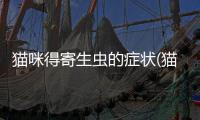 貓咪得寄生蟲的癥狀(貓咪寄生蟲怎么來的)