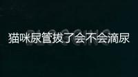 貓咪尿管拔了會不會滴尿呢？貓咪尿管拔了之后