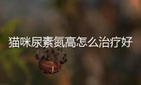 貓咪尿素氮高怎么治療好？貓咪尿素氮高怎么治療最好