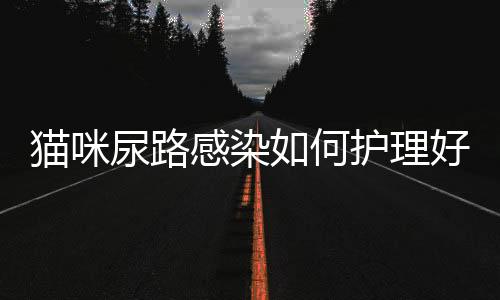 貓咪尿路感染如何護理好？貓咪尿路感染用什么藥好