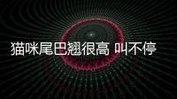 貓咪尾巴翹很高 叫不停  貓咪尾巴翹起來喵喵叫