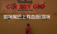貓咪尾巴上有血痂(貓咪尾巴上有血痕)