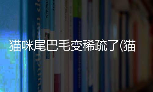 貓咪尾巴毛變稀疏了(貓咪尾巴掉了一塊毛是怎么回事)