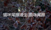 貓咪尾腺增生(貓咪尾腺增生怎么辦)