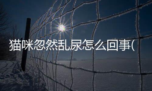 貓咪忽然亂尿怎么回事(貓咪忽然嘔吐是什么原因)