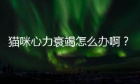 貓咪心力衰竭怎么辦啊？貓咪心力衰竭癥狀