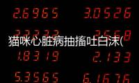 貓咪心臟病抽搐吐白沫(貓咪心臟病抽搐會死嗎)