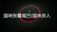 貓咪張著嘴巴(貓咪親人嘴巴代表什么)