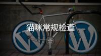 貓咪常規檢查