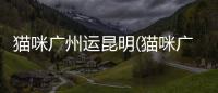 貓咪廣州運昆明(貓咪廣州到上海)