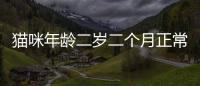 貓咪年齡二歲二個月正常嗎(貓咪年齡二歲二個月能長多大)