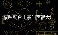 貓咪配合擊掌叫聲很大(貓咪和你擊掌)