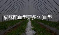貓咪配血型要多久(血型檢測多久出結(jié)果)