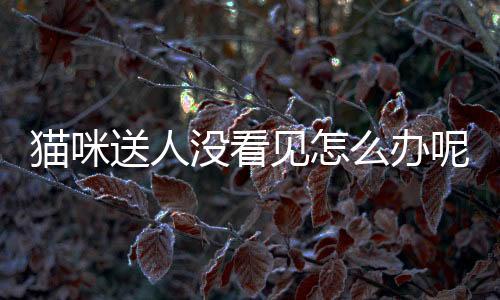 貓咪送人沒看見怎么辦呢？貓送人了不吃東西怎么辦