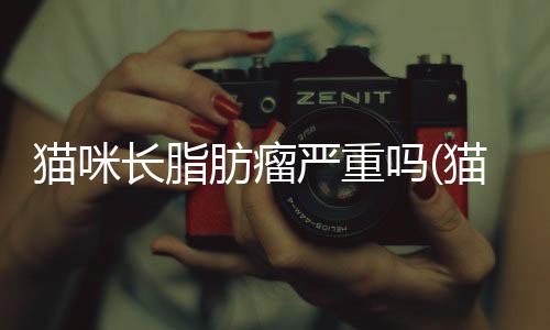 貓咪長脂肪瘤嚴重嗎(貓咪切脂肪瘤一般多少錢)