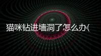 貓咪鉆進墻洞了怎么辦(貓咪鉆進馬桶后面洞)