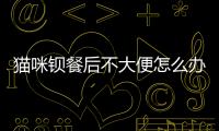 貓咪鋇餐后不大便怎么辦？貓咪鋇餐后不大便正常嗎