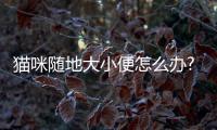 貓咪隨地大小便怎么辦?？貓隨地大小便是什么病