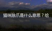 貓咪除爪是什么意思？給貓咪去爪