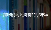 貓咪能聞到狗狗的尿味嗎