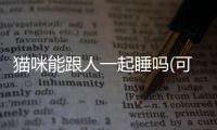 貓咪能跟人一起睡嗎(可以和貓咪一起睡嗎)