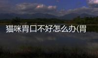 貓咪胃口不好怎么辦(胃口在胃的什么位置)