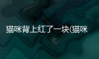 貓咪背上紅了一塊(貓咪背上禿了一塊有紅疹)