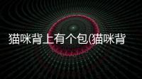 貓咪背上有個(gè)包(貓咪背上有鼓包)
