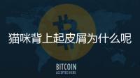 貓咪背上起皮屑為什么呢？貓咪背上起皮屑為什么會死
