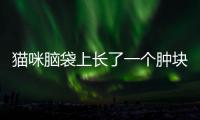貓咪腦袋上長了一個腫塊怎么回事(貓咪腦袋上長了一個腫塊不痛不癢)