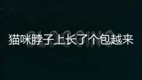 貓咪脖子上長了個包越來越大怎么辦(貓咪脖子掉了一大塊毛是咋回事)