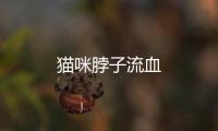貓咪脖子流血