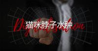 貓咪脖子水腫