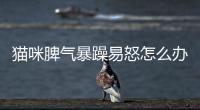 貓咪脾氣暴躁易怒怎么辦？貓咪脾氣暴躁易怒是為什么